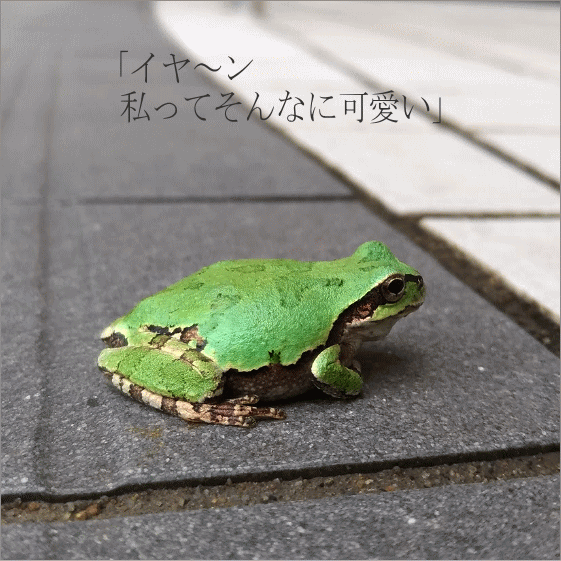 ツチヤ画像