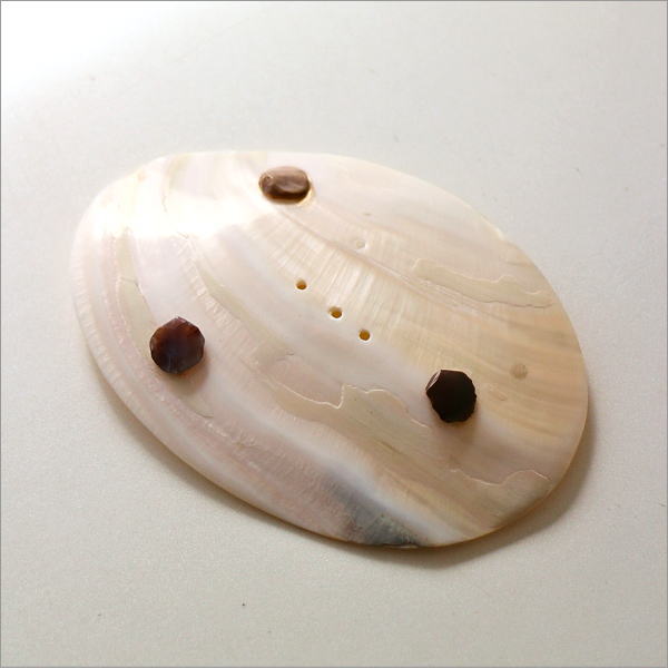 ナチュラルなシェルのソープディッシュ B(4)