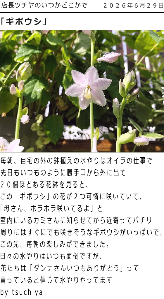 ツチヤ画像