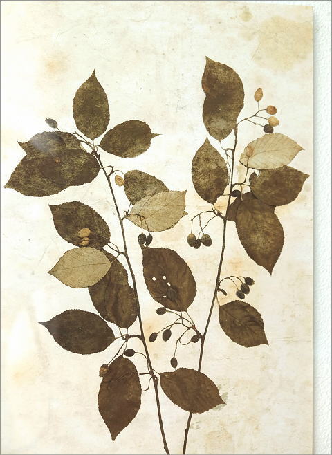 アンティークな植物画フレームB 2タイプ(2)