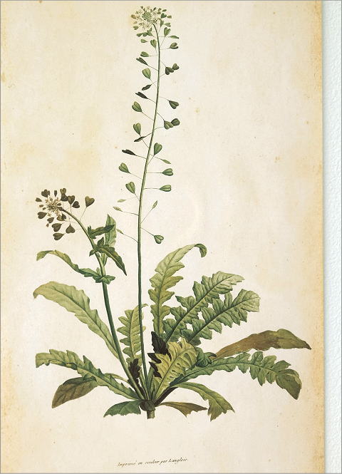 アンティークな植物画フレームB 2タイプ(3)