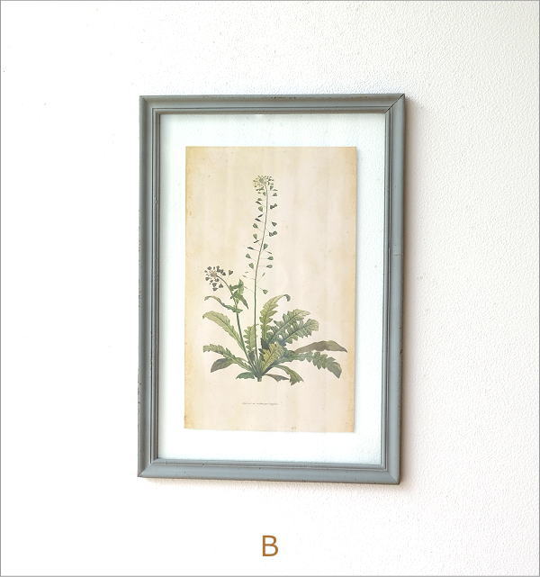 アンティークな植物画フレームB 2タイプ(7)
