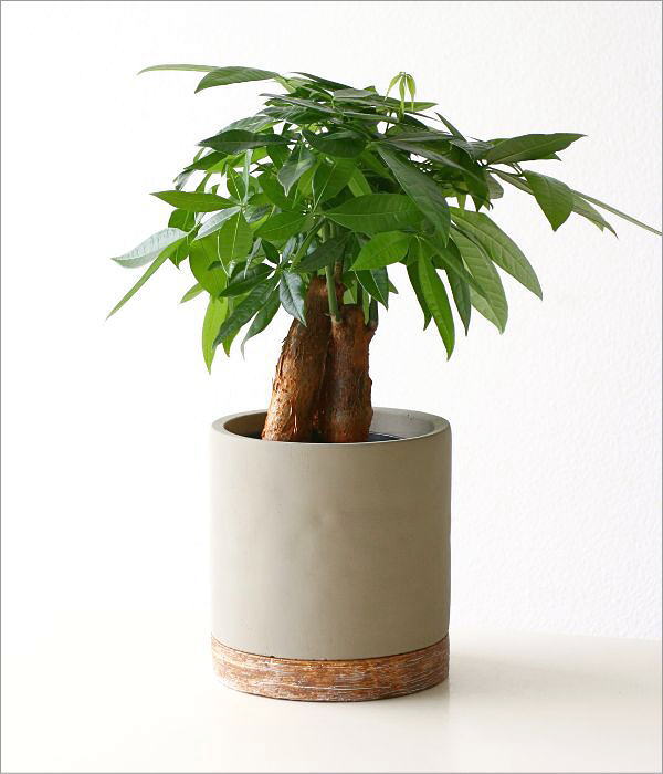 鉢 プランター セメント 丸 おしゃれ かわいい 可愛い 植木鉢