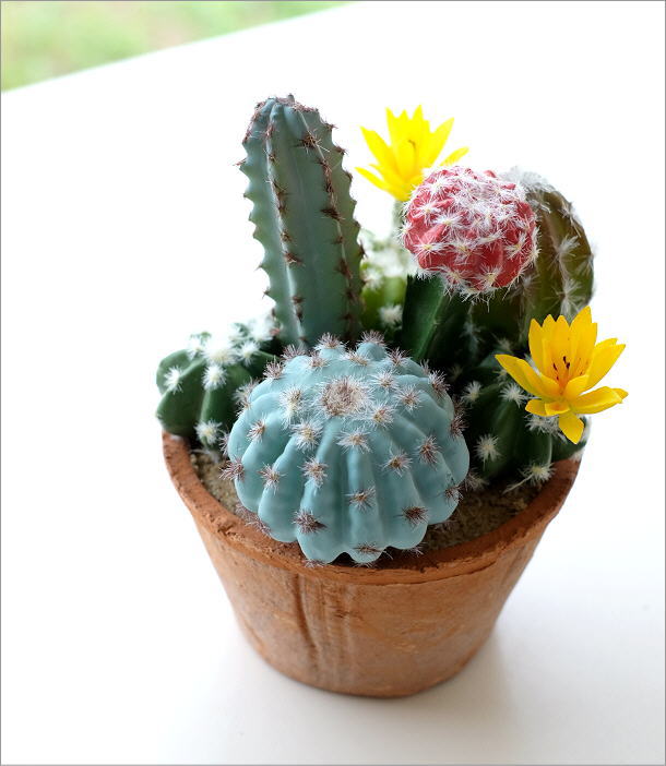フェイクサボテンの寄せ植え ラウンドポット(1)