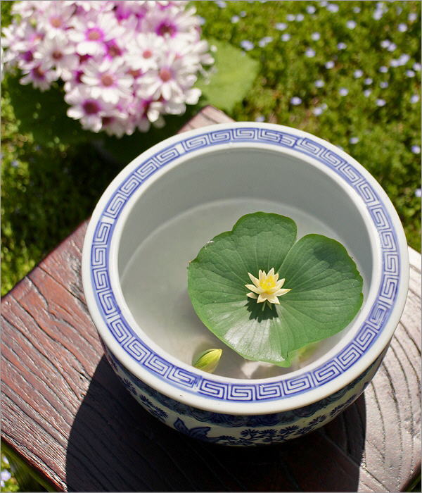 陶器の金魚鉢 青花(1)