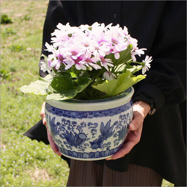 陶器の金魚鉢 青花(3)