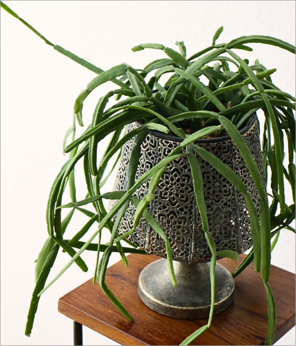 シャビーなアイアンのレースカップ(1)