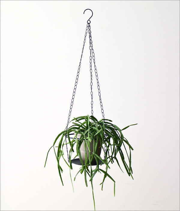 チェーンプレートハンギング(2)