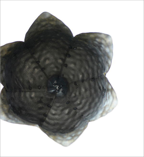 シャビーなアイアンのトーチフラワーカップ(4)